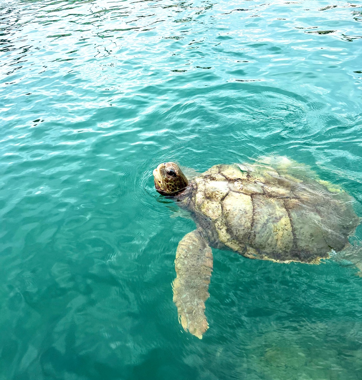 Carnival Horizon Cruise Excursion: Stingray Encounter & Turtle Swim- Grand Cayman